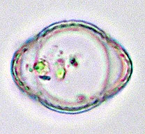 Cosmarium rostafinskii